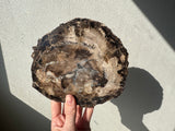 Petrified wood slab