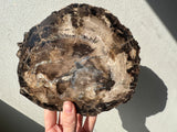 Petrified wood slab